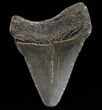 Chubutensis Tooth From Virgina - Megalodon Ancestor #37647-1